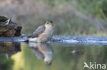 Sparrow Hawk (Accipiter nisus)