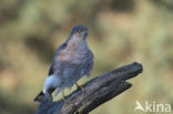 Sperwer (Accipiter nisus)