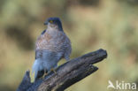 Sparrow Hawk (Accipiter nisus)