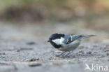 Zwarte Mees (Parus ater)