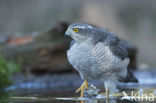 Sperwer (Accipiter nisus)