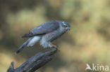 Sparrow Hawk (Accipiter nisus)