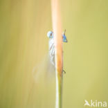 Common Blue Damselfly (Enallagma cyathigerum)