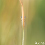 Common Blue Damselfly (Enallagma cyathigerum)