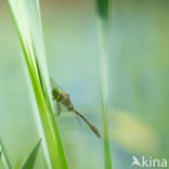 Downy Emerald (Cordulia aenea)