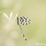 Spoon-winged lacewing (Nemoptera sinuata)
