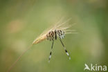 Spoon-winged lacewing (Nemoptera sinuata)