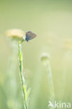 Silver Studded Blue (Plebejus argus)