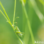 Bush-cricket