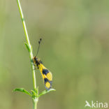 Vlinderhaft (Libelloides macaronius)