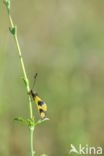 Vlinderhaft (Libelloides macaronius)