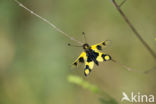 Vlinderhaft (Libelloides macaronius)