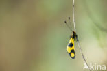 Vlinderhaft (Libelloides macaronius)