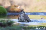 Sparrow Hawk (Accipiter nisus)