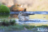 Sparrow Hawk (Accipiter nisus)