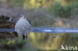 Sperwer (Accipiter nisus)