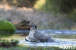 Sperwer (Accipiter nisus)