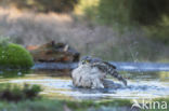 Sperwer (Accipiter nisus)