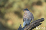 Sparrow Hawk (Accipiter nisus)