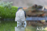 Sperwer (Accipiter nisus)