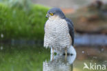 Sparrow Hawk (Accipiter nisus)