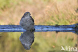 Sparrow Hawk (Accipiter nisus)