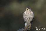 Sparrow Hawk (Accipiter nisus)