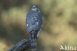 Sparrow Hawk (Accipiter nisus)