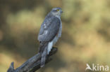 Sparrow Hawk (Accipiter nisus)