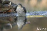 Sparrow Hawk (Accipiter nisus)