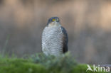 Sparrow Hawk (Accipiter nisus)