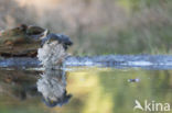 Sparrow Hawk (Accipiter nisus)