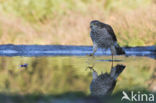 Sperwer (Accipiter nisus)