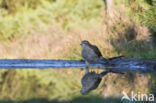 Sparrow Hawk (Accipiter nisus)