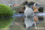 Sperwer (Accipiter nisus)