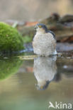 Sperwer (Accipiter nisus)