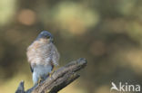 Sperwer (Accipiter nisus)