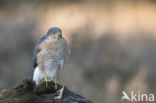 Sparrow Hawk (Accipiter nisus)