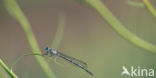 White-legged Damselfly (Platycnemis pennipes)