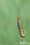 Spurge Hawk-moth (Hyles euphorbiae)