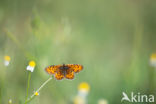 Toortsparelmoervlinder (Melitaea trivia)