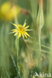 Gele morgenster (Tragopogon pratensis ssp. pratensis)