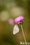 Groot geaderd witje (Aporia crataegi)