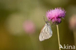 Groot geaderd witje (Aporia crataegi)