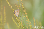 Lycaeides argyrognomon