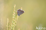 Lycaeides argyrognomon