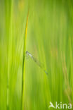 Blue-tailed Damselfly (Ischnura elegans)