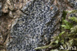 Opegrapha niveoatra