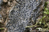Opegrapha niveoatra