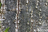 Opegrapha niveoatra